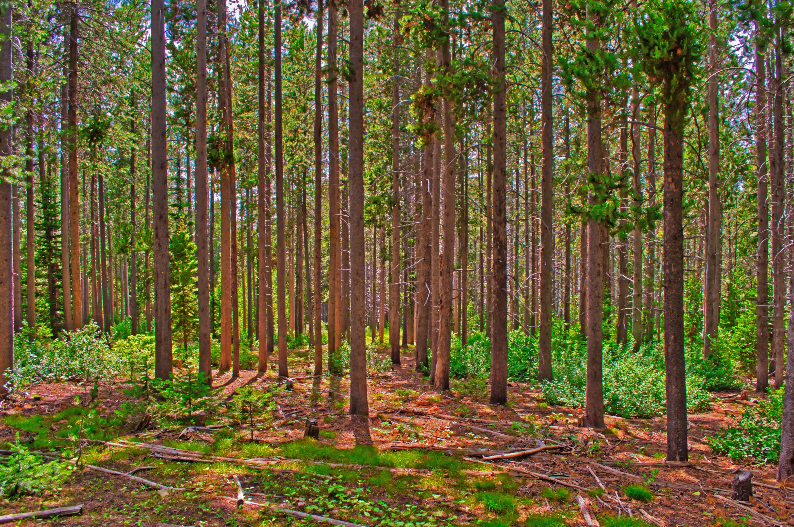 metsävakuutus
